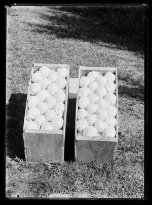 Apples packed into two wooden cases, Nelson district