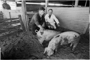 Don Worthington and Bill Bowling inspect two pigs - Photographs taken by Merv Griffiths