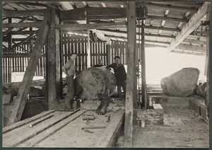Timber mill interior showing kauri log being processed