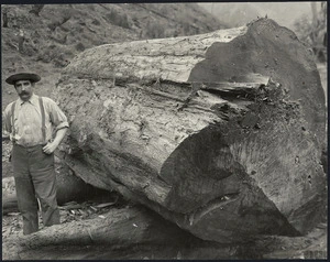 Man by a log