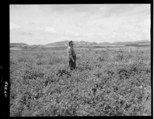 Field of red clover at New Peka, Rotorua district, part of the Maori Land Development Scheme - Photograph taken by Edward Percival Christensen