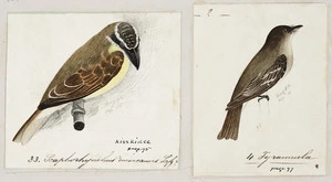 [Tempsky, Gustavus Ferdinand von], 1828-1868 :Scaphorhynchus mexicanus (33). Lafs.? Kisskidee. Tyrannrula (4) [Between 1853 and 1856]