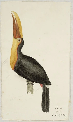 [Tempsky, Gustavus Ferdinand von], 1828-1868:Piacos or Toucan. [185-]