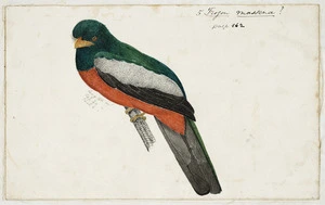 [Tempsky, Gustavus Ferdinand von], 1828-1868 :Trogon Massena ? 5. [185-]