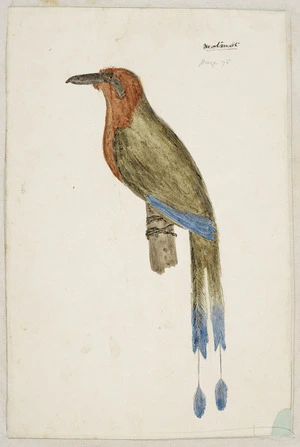 [Tempsky, Gustavus Ferdinand von], 1828-1868:Motmot. [1856]