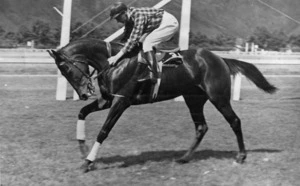 Racehorse Happy Landing with jockey Roy Reed; location unidentified - Photograph taken by the Evening Post, Wellington