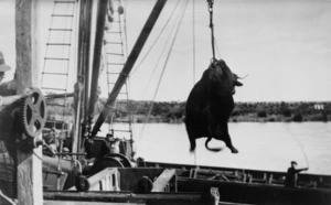 Bullock being loaded on to a boat in Foxton, Horowhenua