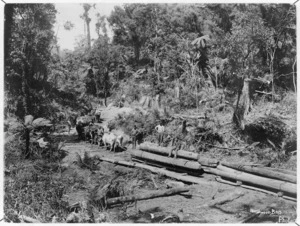 Bullock team hauling Kauri logs on corduroy road, Northland