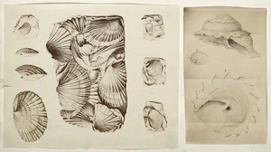 [Photographer unknown :Shells and shell fossils. ca 1856-1890]
