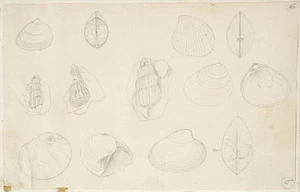 [Buchanan, John], 1819-1898 :[Shells and shell fossils. ca 1856-1890]