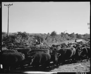 Cattle from the Maori land settlement scheme at Okere on their way to the freezing works - Photograph taken by Edward Percival Christensen
