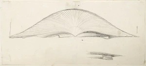 [Buchanan, John], 1819-1898 :[Shell viewed from the side. ca 1856-1890]