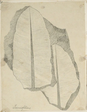 [Buchanan, John], 1819-1898 :Toeniopteris. [ca 1856-1890]