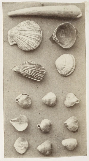 [Photographer unknown :Display of shells. ca 1856-1890]