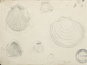 [Photographer unknown :Display of shells. ca 1856-1890]