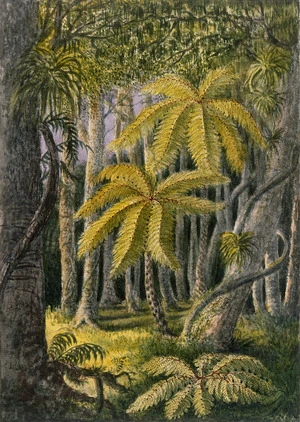 Gold, Charles Emilius 1809-1871 :[Bush clearing with mamaku, ferns and rimu. 1850s?]