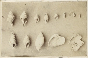 [Buchanan, John], 1819-1898 :Fossils. [ca 1856-1890]
