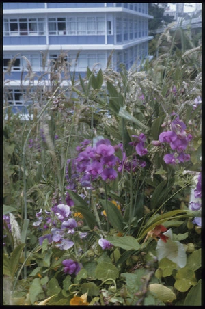 Wild pea in flower, Thorndon, Wellington, New Zealand