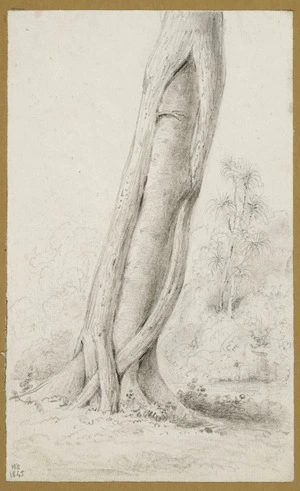 Swainson, William, 1789-1855 :Rata, no. 4. Rata - the same tree as no. 3 but taken on the other side, Allsdorff's Farm [Hutt Valley] 1845.