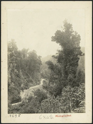 View of a hillside road through bush