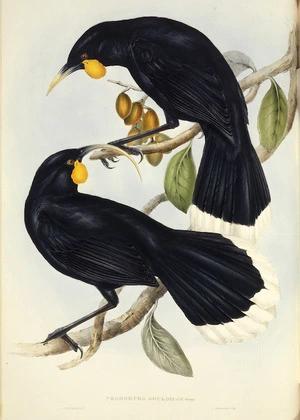 Gould, John, 1804-1881 :Neomorpha Gouldii [Huia]. G. R. Gray. J. & E. Gould delt, C. Hullmandel imp. [London, Gould, 1848]. Plate 19.