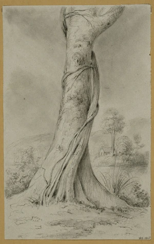 Swainson, William, 1789-1855 :Rata, no. 1, 1845. Rata in a young state, twining around a Pukatia tree, Alsdorf's farm, River Hutt