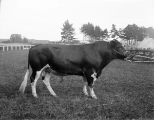 A Holstein Donald bull at an unknown A&P Show
