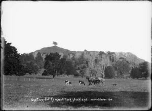 Looking from Cornwall Park, Auckland, towards One Tree Hill