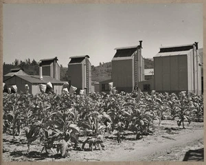 Drying kilns and tobbacco plants, DSIR Crop Research Division