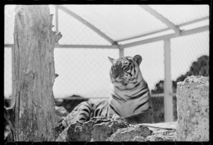 Tiger at Wellington Zoo