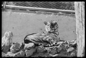 Tiger at Wellington Zoo