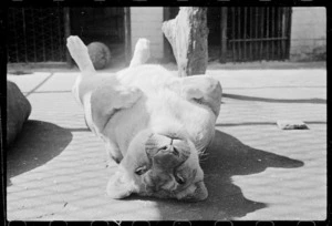 Lion at Wellington Zoo