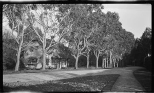 Street in Wanganui with gum trees and house