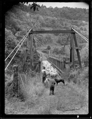 Sheep on a suspension bridge, Mangamahu