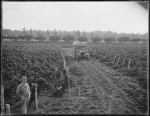 Vidal's vineyards, Havelock North, Hawke's Bay