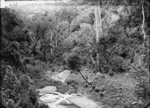 Kaiwharawhara Stream, Wellington