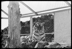 Tiger at Wellington Zoo