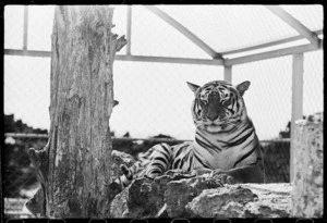 Tiger at Wellington Zoo