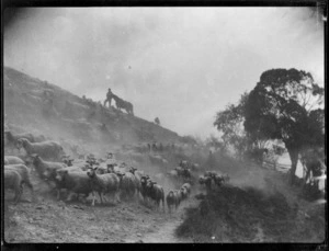 Sheep on hillside, Mangamahu