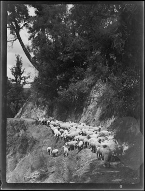 Sheep walking along a road, Mangamahu