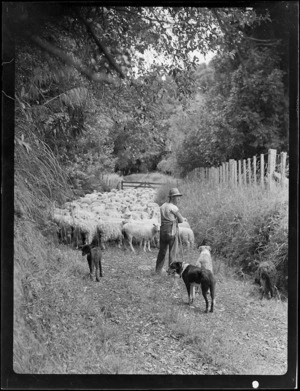 Sheep walking along a drive, Mangamahu