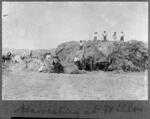 Harvesting at Willow Park, Masterton