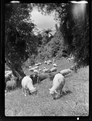 Sheep in a paddock, Mangamahu