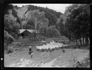 Sheep going into pens at a woolshed, Mangamahu