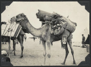 Photograph of a loaded camel, Egypt