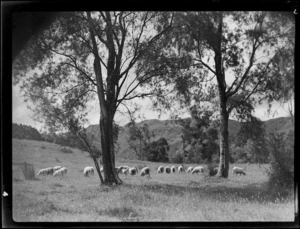 Sheep in a paddock near kowhai trees, Mangamahu