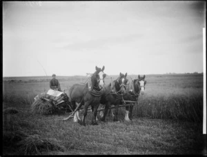 Horse drawn harvester on the Dyet farm, West Plains, Southland