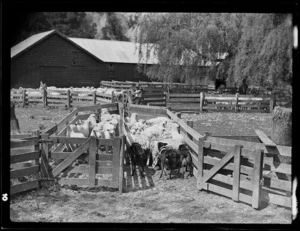 Sheep going through a race at a woolshed, Mangamahu