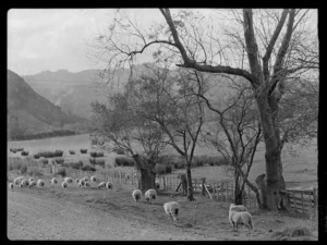 Sheep grazing beside road, Raorikia