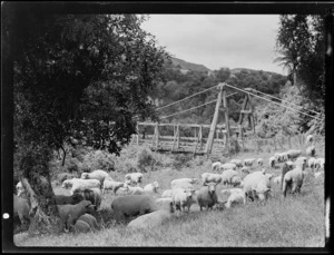 Sheep in a paddock, Mangamahu